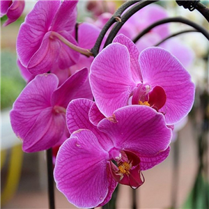 Orchid Phalaenopsis