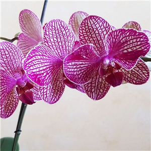 Orchid Phalaenopsis