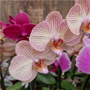 Orchid Phalaenopsis