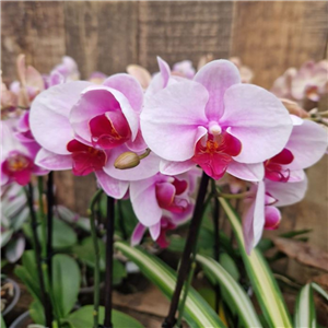 Orchid Phalaenopsis