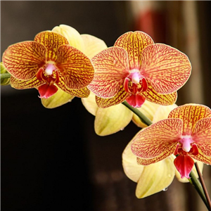 Orchid Phalaenopsis