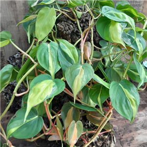 Philodendron scandens Brazil