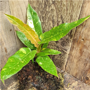 Philodendron Ring of Fire