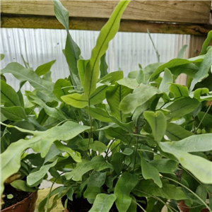 Phlebodium aureum Blue Star