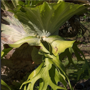 Platycerium bifurcatum