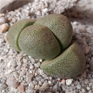 Pleiospilos nelii (Large Lithops)