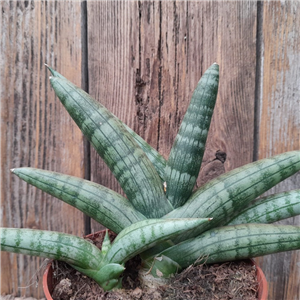 Sansevieria mixed