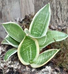 Sansevieria mixed