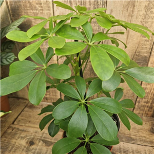 Schefflera (Umbrella Plant)