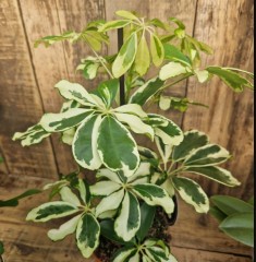 Schefflera (Umbrella Plant)