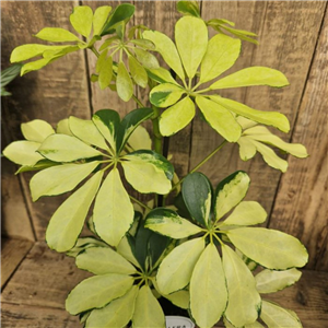 Schefflera (Umbrella Plant)