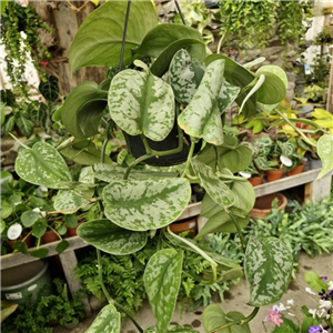 Scindapsus pictus Trebie (Hanging Pot)