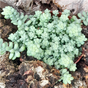 Sedum morganianum Burrito