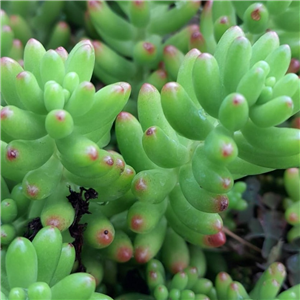 Sedum rubrotinctum