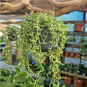 Senecio peregrinus (String of Dolphins)  in hanging pot