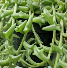 Senecio peregrinus (String of Dolphins)  in hanging pot