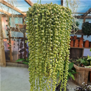 Senecio rowleyanus (String of Pearls)