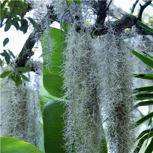 Tillandsia usneoides (Spanish Moss)