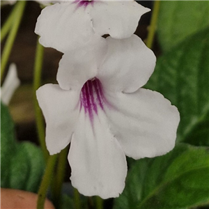 Streptocarpus Athena