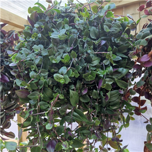 Tradescantia fluminensis Hanging Pot