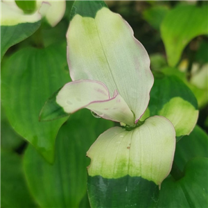 Tradescantia fluminensis