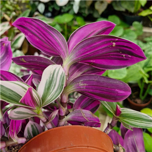 Tradescantia  Nanouk (Spiderwort)