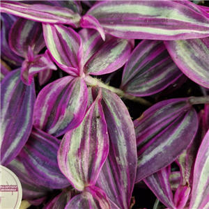 Tradescantia Pink Paradise