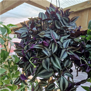 Tradescantia Purple Tongue Hanging Pot