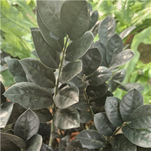 Zamioculcas zamiifolia Raven