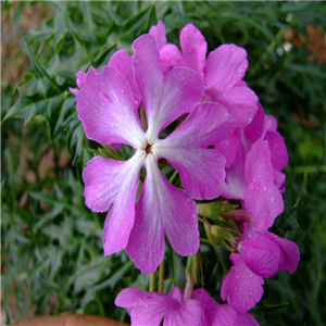 Primula sieboldii Hutaezuru