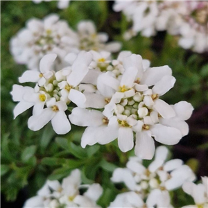 Iberis sempervirens Snow Cushion