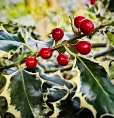 Ilex aquifolium Argentea Marginata