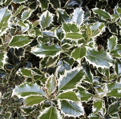 Ilex aquifolium Argentea Marginata