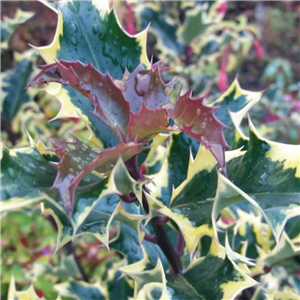 Ilex aquifolium Madame Briot