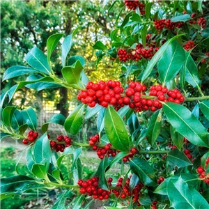 Ilex aquifolium pyramidalis