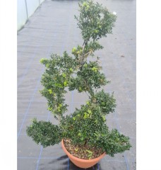 Ilex crenata cloud trees