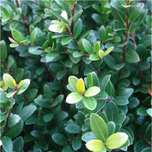 Ilex crenata Dark Green