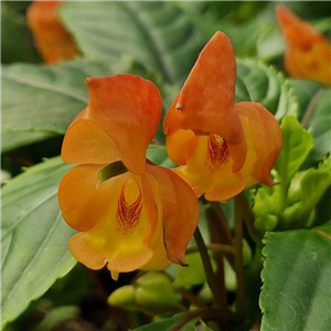 stunning bright orange flowers on luish green foliage. Good for semi shaded sites and as a houseplant.