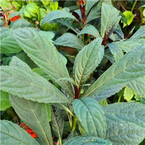 Impatiens balansae