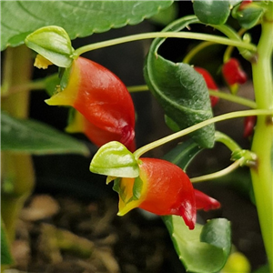 very unusual Impatiens with interesting flowers in red orange and green. Great in conservatories