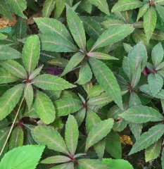 Impatiens omeiana long leaf form