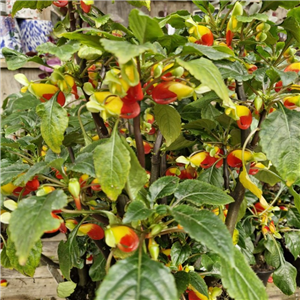 Impatiens niamniamensis