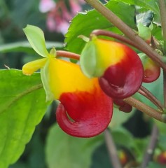 Impatiens niamniamensis