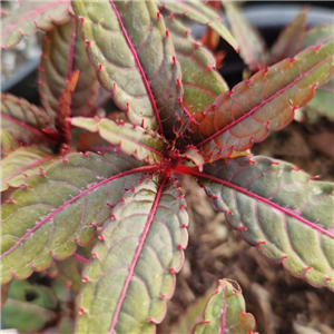 Impatiens omeiana red leaf from Cally Gardens