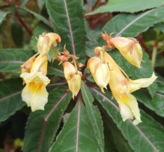 Impatiens omeiana Pink Nerves