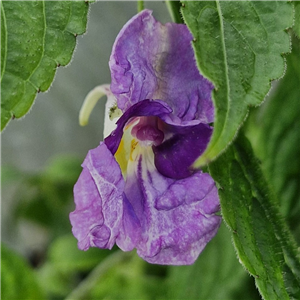 Impatiens puberula HWJK2063