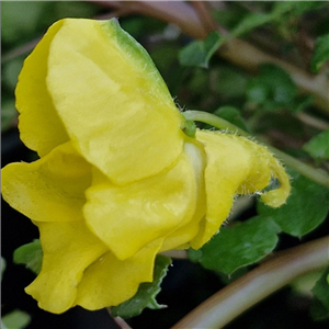 Impatiens repens