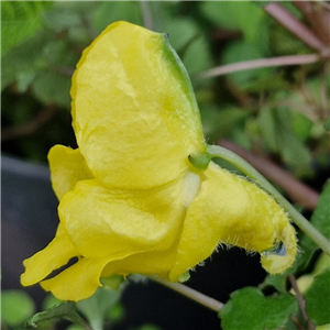 Impatiens repens