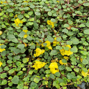 Impatiens repens