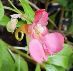 Impatiens rothii